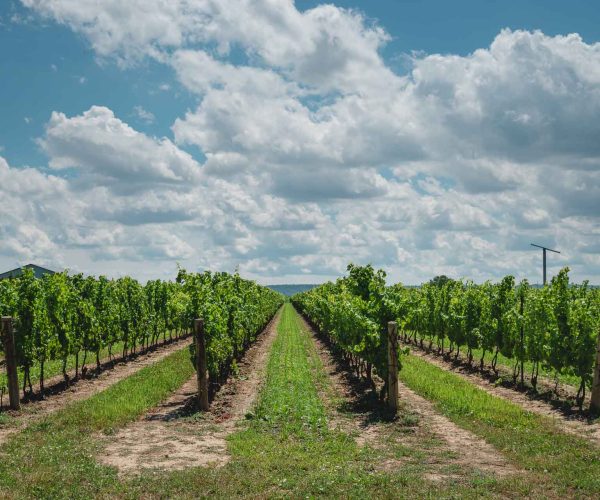 The Ultimate Guide To Prince Edward County, Ontario